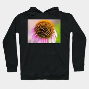 Purple Coneflower Hoodie